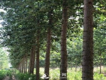 河南周口：培育出不飞絮的杨树新品种