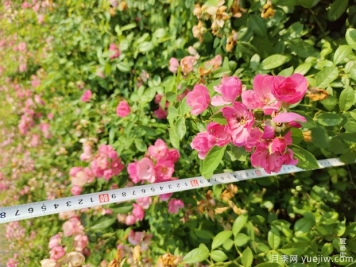 安吉拉月季盆栽苗，60厘米高基地发货