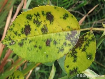 深秋天季节月季出现斑点的病害原因与防治
