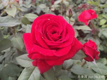 原产中国的玫瑰花(月季花)，是如何成为美国国花的？
