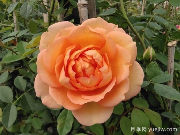 中国月季：欧洲玫瑰花的祖宗，为世界园艺做出了巨大贡献