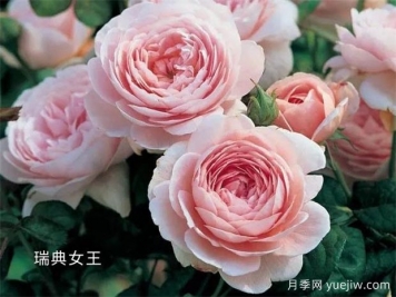 100种月季玫瑰品种图鉴大全，你认识有没有超过10个？