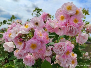 山木香和野蔷薇的辨识区别