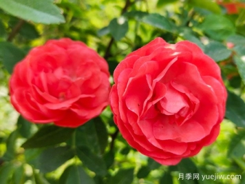 种上木香蔷薇花蛮强爆花，红橙白黄木香你喜欢哪个？