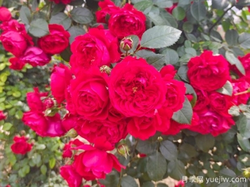6款红色系的藤本月季品种，适合打造网红花墙