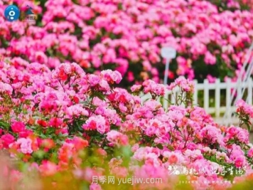 2024年第二届杭州市月季花展举办，赏500万株月季
