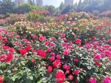 郑州月季公园40万株月季竞相绽放，感受花漾生活