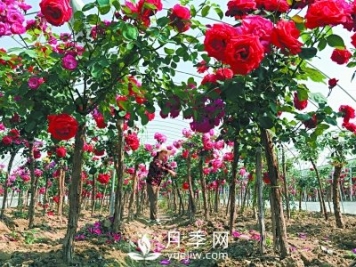 新品“月季树”为北京市花添色彩，居然引种自南阳内乡
