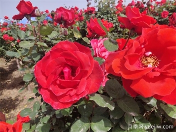 月季、玫瑰、蔷薇分别是什么？如何区别？