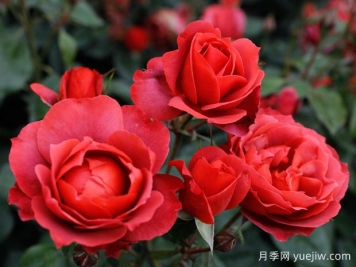 21朵玫瑰：不只是浪漫，还藏着这些深意