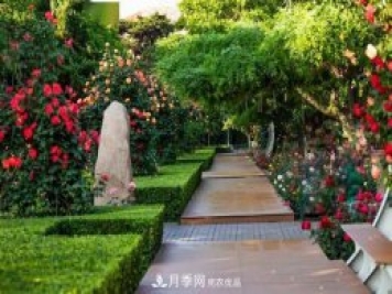 秦皇岛适合养月季花，市花和市树是什么