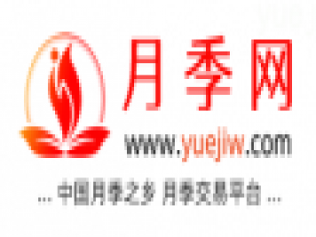 中国上海龙凤419，月季品种介绍和养护知识分享专业网站